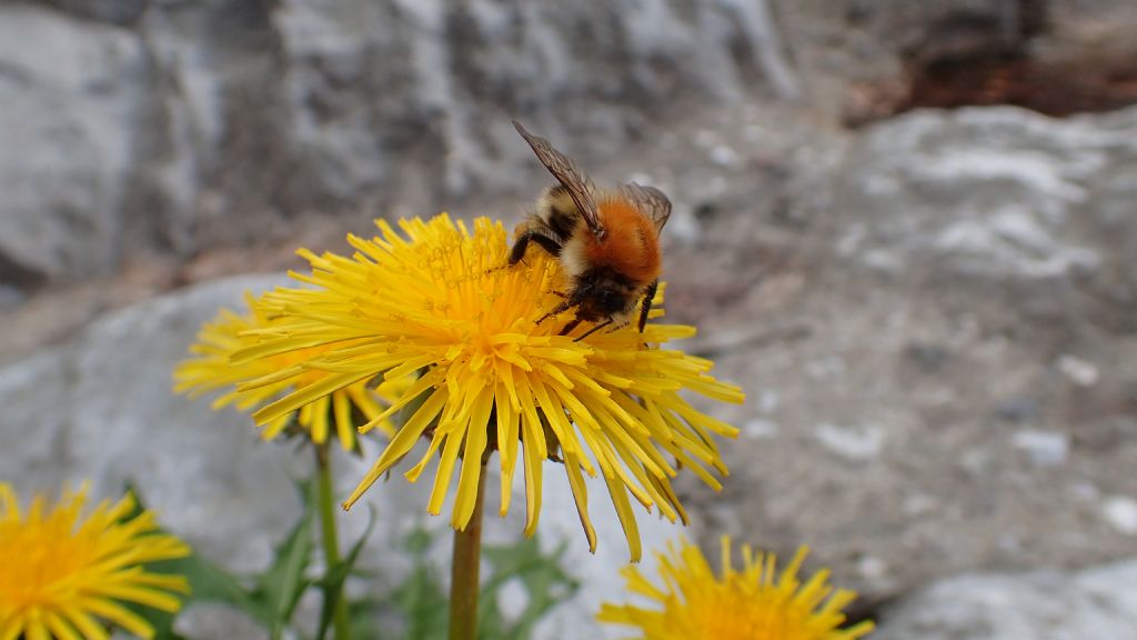 Bombus di Alta Val Torre: Bombus cfr. pascuorum.